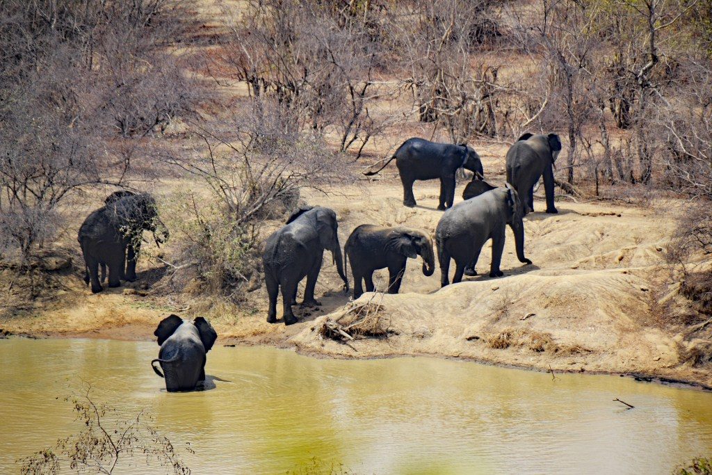 Yankari Game Reserve